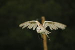 412